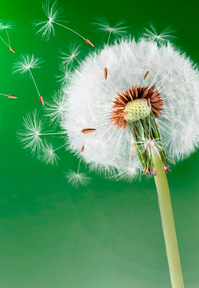 L.E. Aula 71 — Os minerais e as plantas